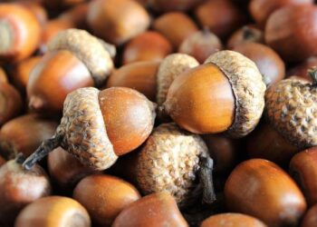 The Timing of Longevity: A Researcher’s Journey into Single vs. Split Dosing