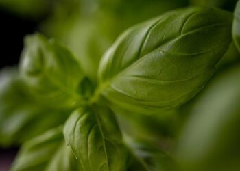 Beyond the Salt Shaker: How I Ditched Bland for a Bold, Flavorful, and Low-Sodium Life