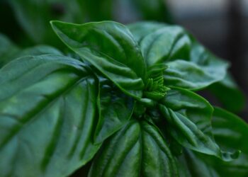 Beyond the Salt Shaker: How a Gardener’s Secret Unlocked the Flavor of Low-Sodium Cooking