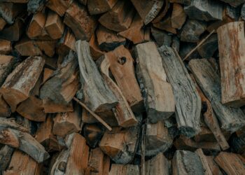 The Wood Wide Web: A Narrative Blueprint for an Article on Low Vision Support Groups