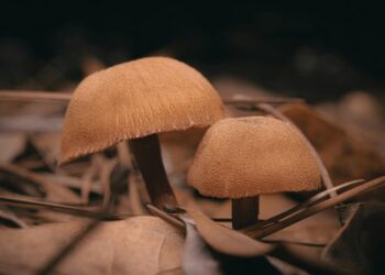 I Wasted Hundreds on Useless Mushroom Supplements. Here’s the 4-Part Blueprint I Built to Finally Find What Works.