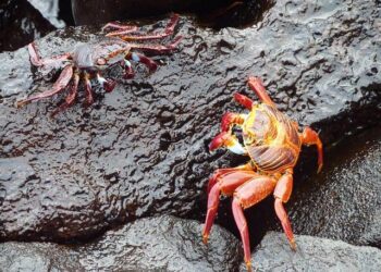 From Fear to the Front Lines: How a Shopping List Became My Weapon Against Thyroid Cancer