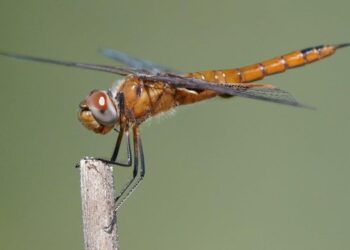 The Iron Curtain: How a Secret Breakdown in My Liver Left Me Powerless, and the Discovery That Changed Everything