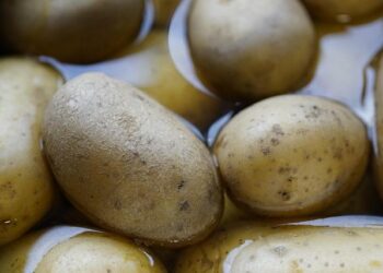 The Bouncer at the Door: Why Your Low Potassium Won’t Go Away (And the Magnesium Secret No One Told You)