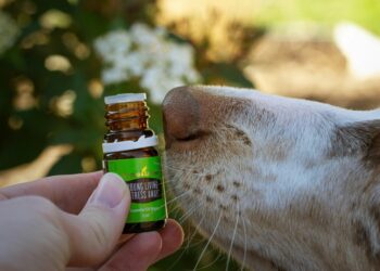 Beyond the Bottle: I Was Choosing the Wrong Oil for My Dog. Here’s the Simple Framework That Changed Everything.