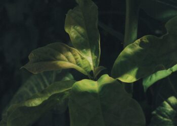 From Barren to Bountiful: My Agonizing Journey to Find an Organic Iron Supplement That Actually Works