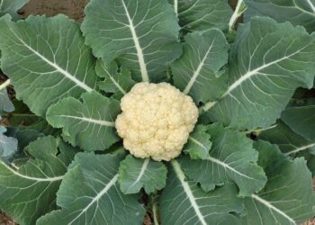 The Definitive Guide to Organic Vitamin D3: A Market and Scientific Analysis for the Discerning Consumer