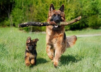 The Kaiser Protocol: How Human Sports Science Saved My German Shepherd’s Hips