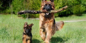 The Kaiser Protocol: How Human Sports Science Saved My German Shepherd’s Hips
