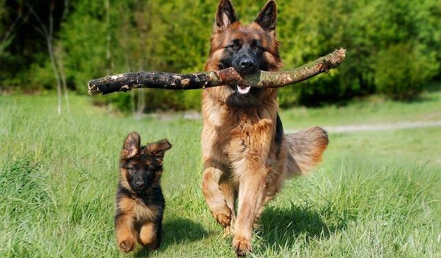 The Kaiser Protocol: How Human Sports Science Saved My German Shepherd’s Hips