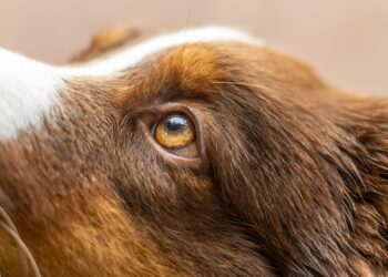 The Definitive Guide to Canine Joint Supplements: An Evidence-Based Analysis for Discerning Owners