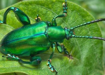 Beyond “Fast” and “Slow”: I’m a Metabolism Researcher, and This Is What We Get Wrong About BMR