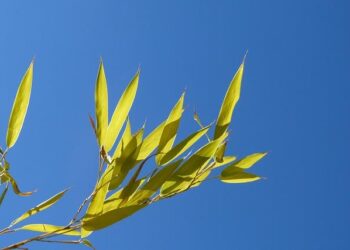 Tending the Garden: A Man’s Journey Beyond the ‘Libido Booster’ Myth to Reclaim True Vitality