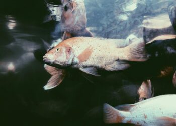 Optimizing Cognitive Performance: A Comprehensive Report on Selecting the Best Fish Oil for Brain Health