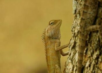 The Lysine-Arginine Ratio: A Comprehensive Clinical and Nutritional Report on its Role in Managing Herpes Simplex Virus