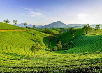 Beyond the Hype: My Journey to Find the Best Green Tea for Cholesterol (And What Science Actually Says)