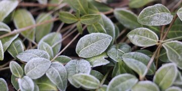 Beyond the Bottle: I Spent 15 Years Chasing Miracle Hair Serums. I Should Have Been Tending My Garden.