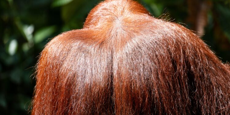 An Evidence-Based Analysis of Vitamin Supplementation for Optimal Afro-Textured Hair Growth