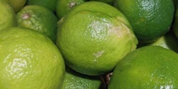 Beyond the Pill: My Journey with Alpha-Lipoic Acid and the “Antioxidant General” I Never Knew My Body Needed